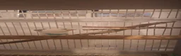 Budgerigars birds for sale: 4 Breeding pair of budgies and chicks in London - Advert 23