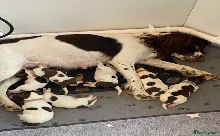 English Springer Spaniel dogs - Advert 3
