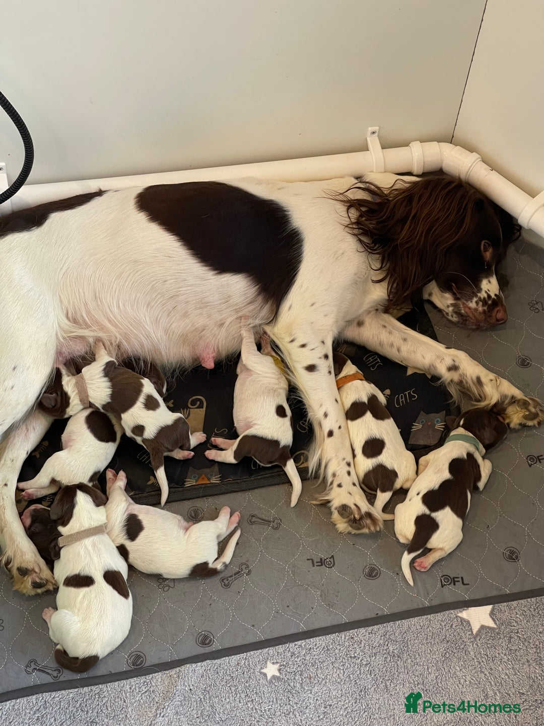 Violet English Springer Spaniel Puppies for sale Pets4Homes