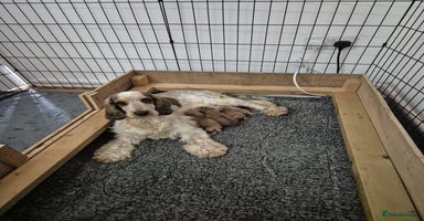 Cockapoo dogs - Advert 2