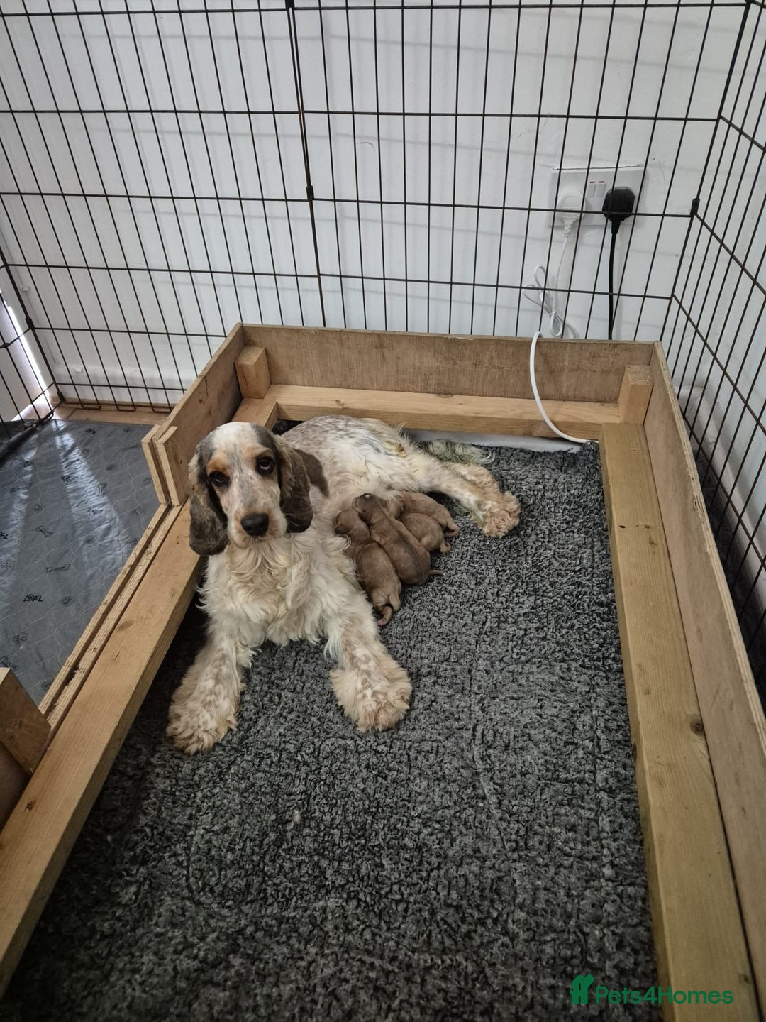 Cockapoo dogs for sale: Toy champion show cockapoo - Image 4