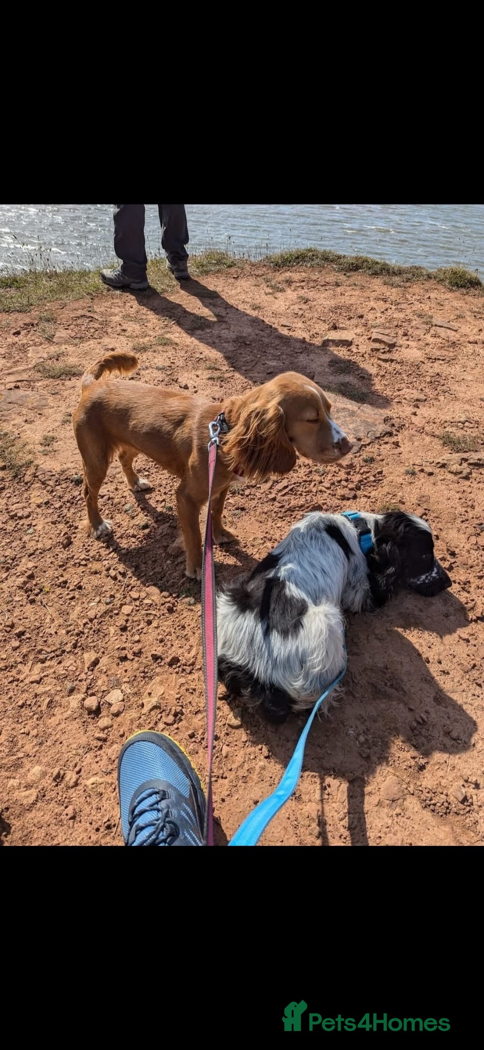 Cocker Spaniel dogs for sale: cocker spaniel puppies - Advert 2