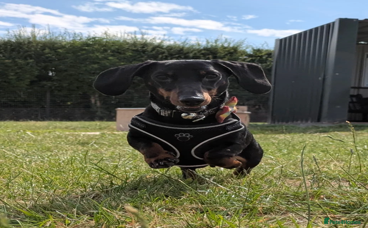 Miniature Dachshund dogs - Advert 16