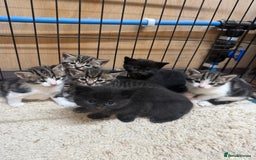 Mixed Breed cats for sale: 6 Cute Kittens Looking for Loving Homes - Image 4