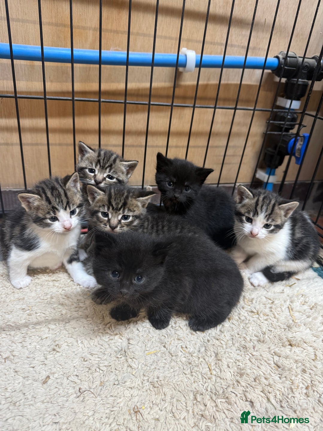 Mixed Breed cats for sale: 6 Cute Kittens Looking for Loving Homes - Image 4