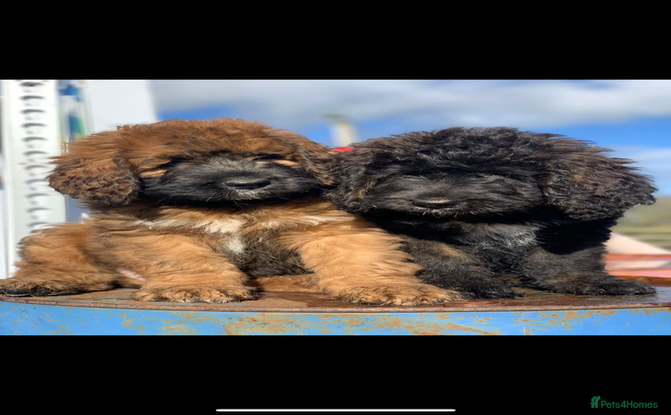 Bernedoodle dogs - Advert 1