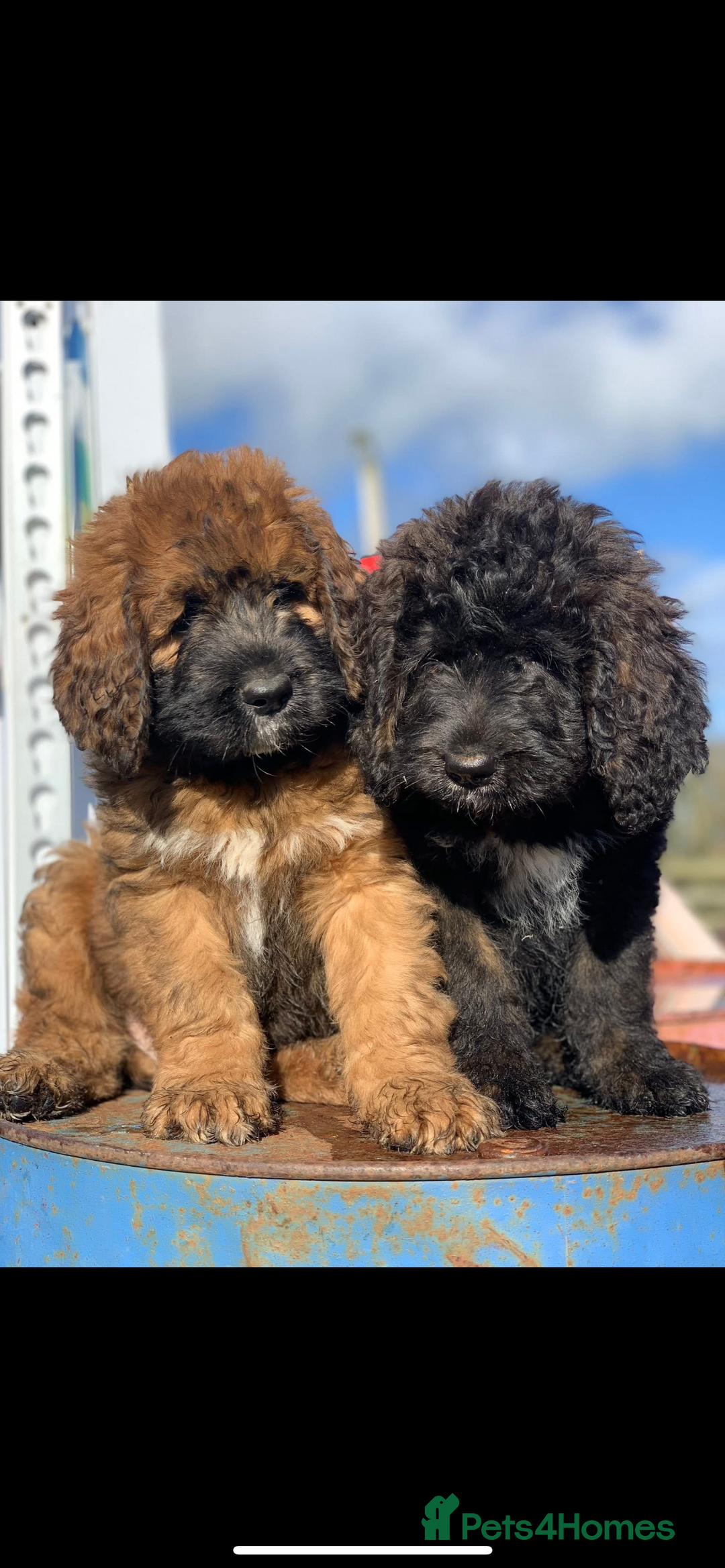 Bernedoodle dogs for sale: Bernese x poodle - Image 1