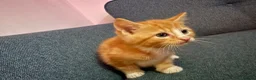 Mixed Breed cats for sale: Beautiful Maine Coone Ragdoll mix kittens! in Huntingdon - Advert 3