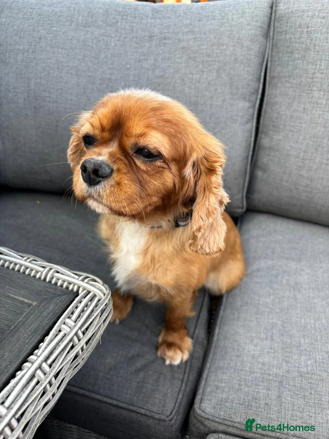 Cavalier King Charles Spaniel dogs for sale: CAVALIER KING CHARLES BITCH KC REGISTERED  - Advert 3