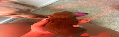 Cavapoo 2