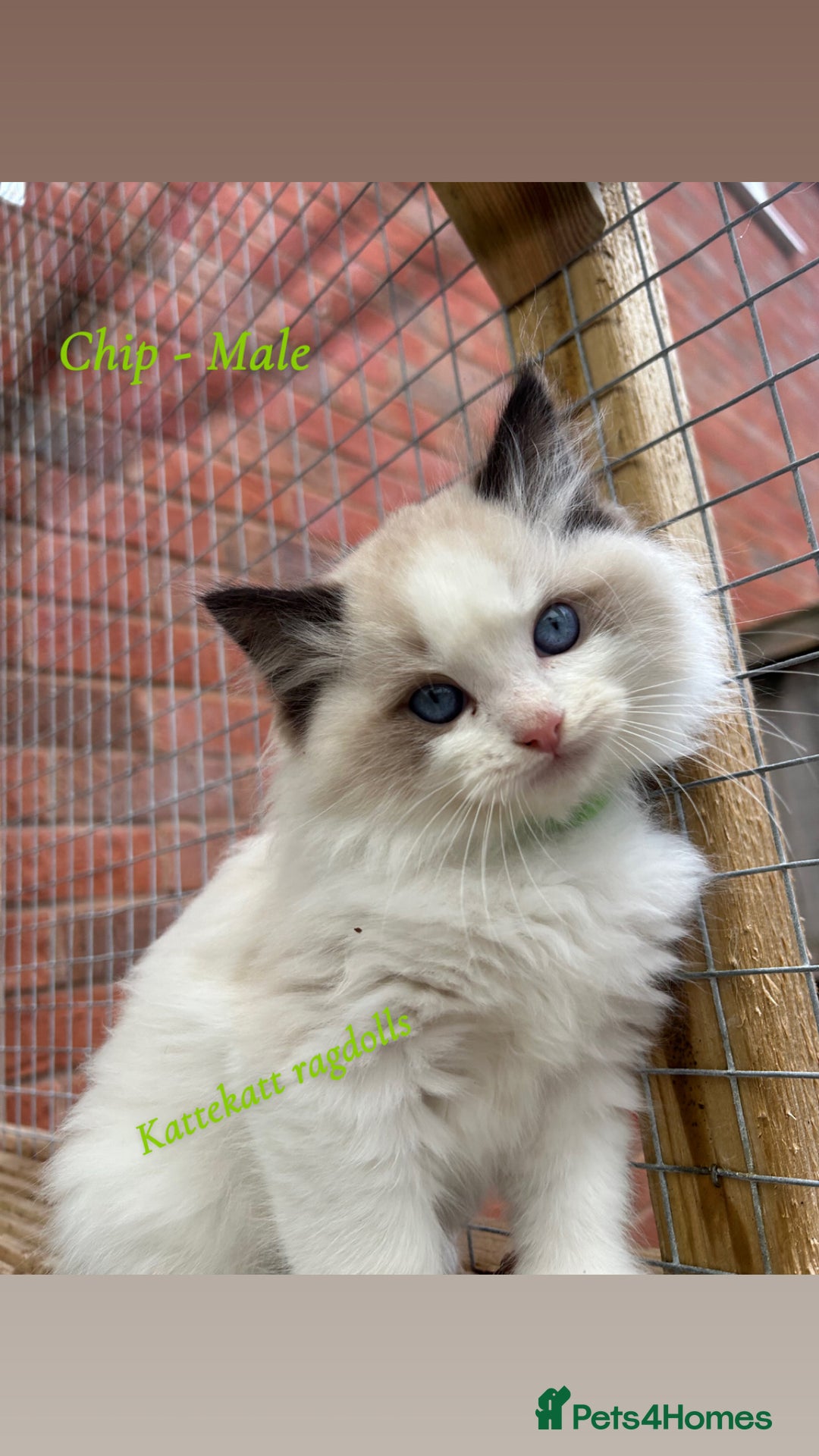 Ragdoll cats for sale: Stunning colours. fluffy TICA reg babies** - Advert 7