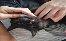 Maine Coon cats for sale: Maine coon cross kittens  - Image 10