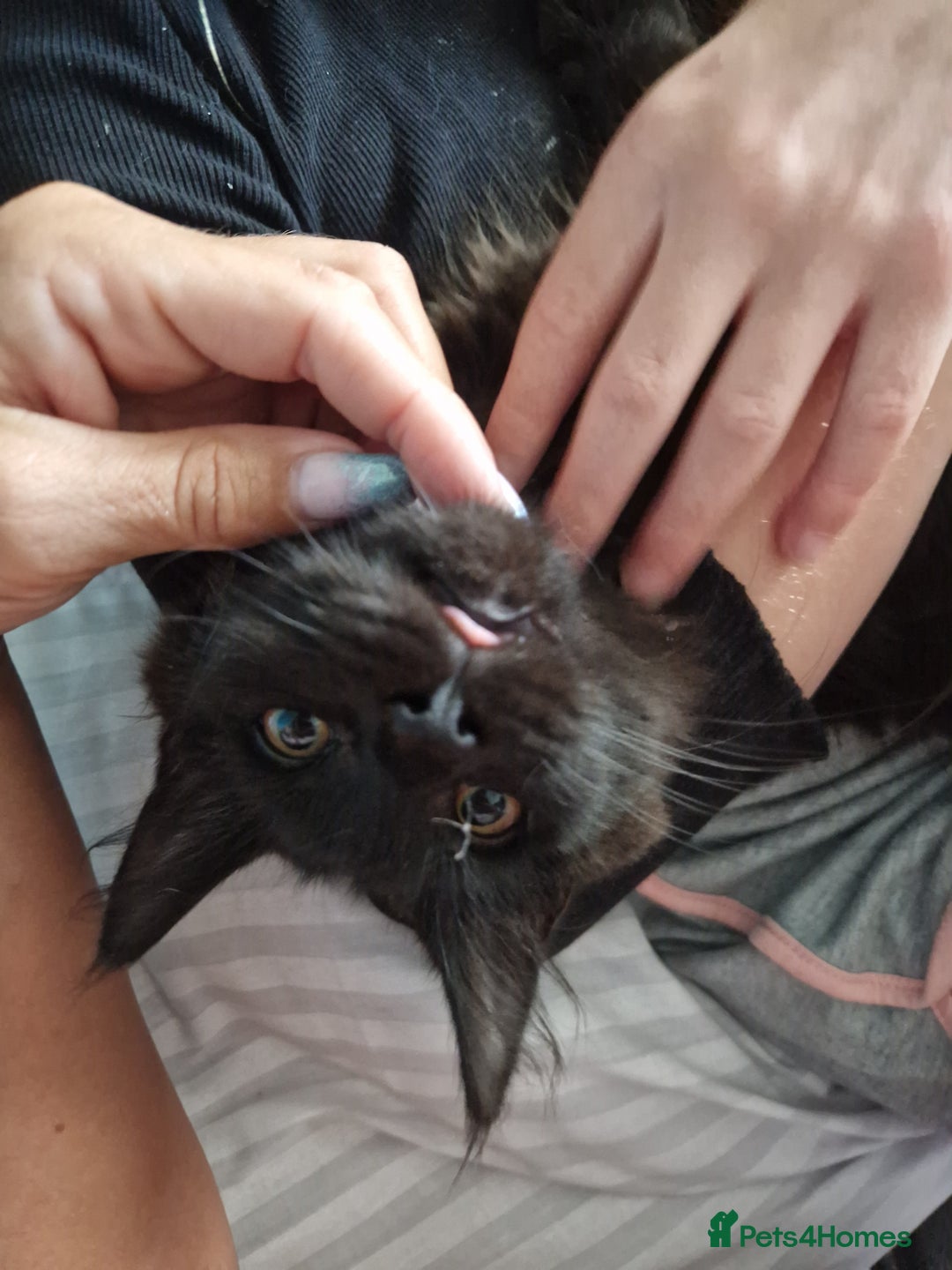 Maine Coon cats for sale: Maine coon cross kittens  - Image 10