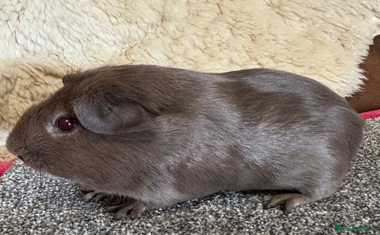 Guinea Pig rodents for sale - Advert 1