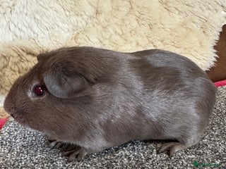 Guinea Pig rodents - Advert 35