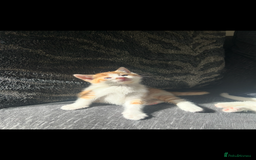 Turkish Angora cats for sale: Ginger white Turkish angora kittens 🥰 - Image 6