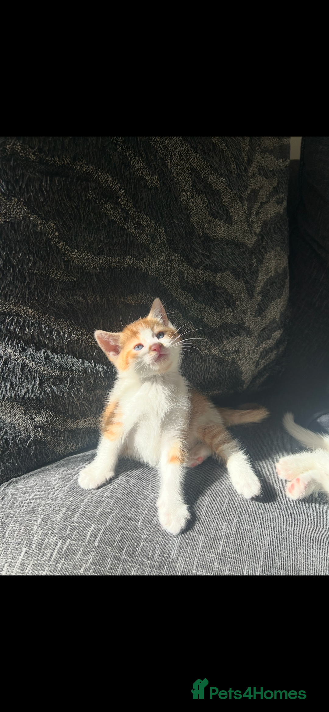 Turkish Angora cats for sale: Ginger white Turkish angora kittens 🥰 - Image 6