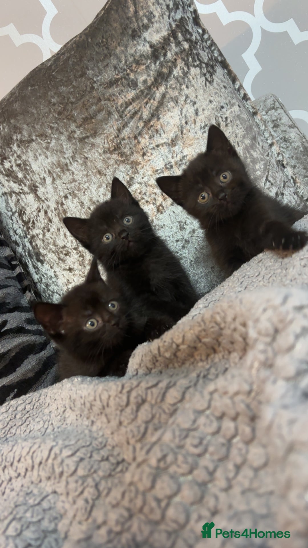 Mixed Breed cats for sale: British shorthair x kittens ready to leave mum!  - Image 7