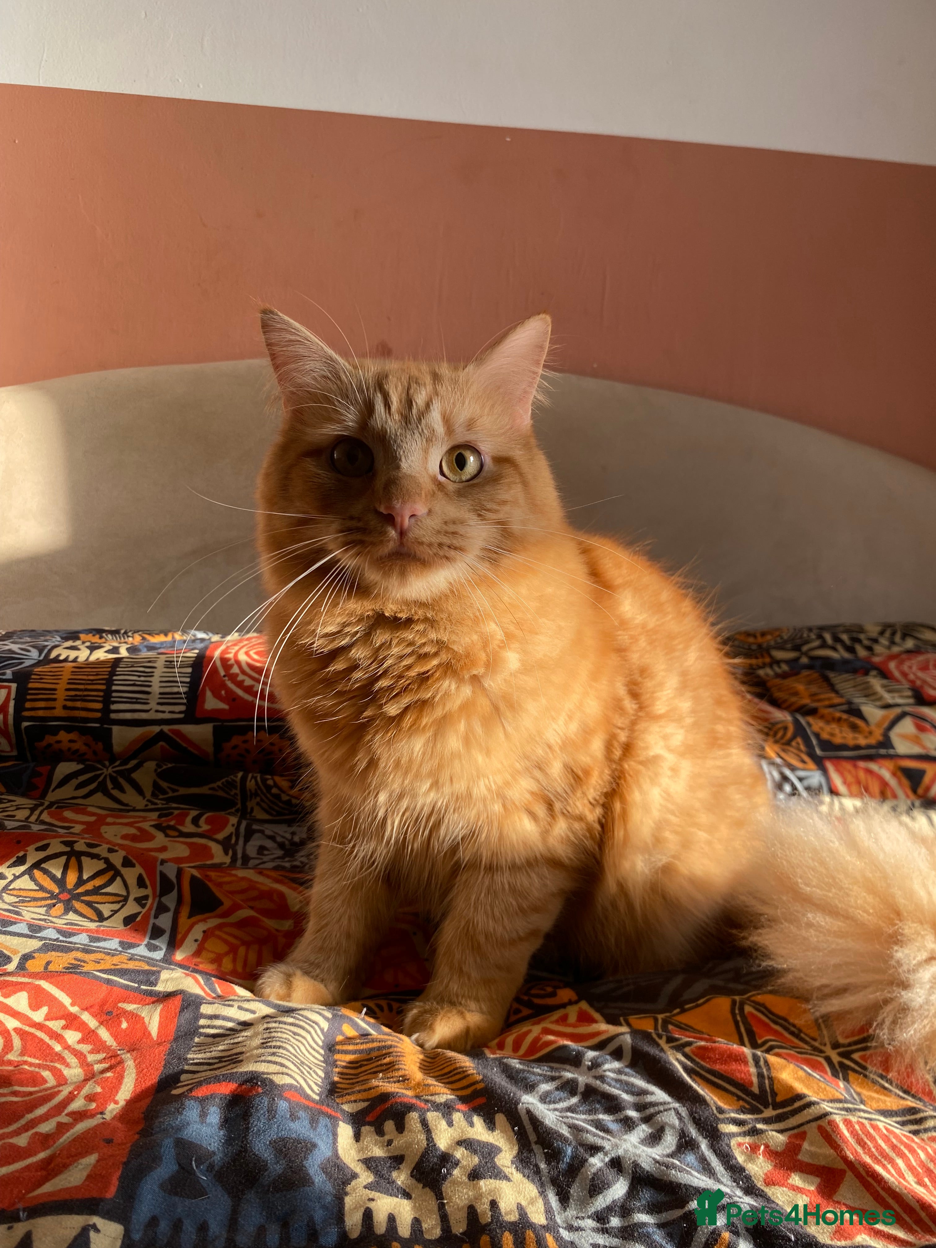 Mixed Breed cats 3 cats (10 months old) - Advert 2