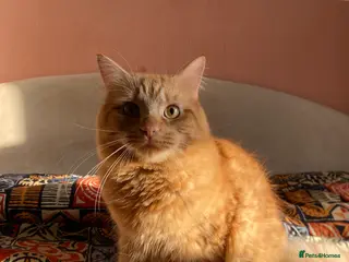 Mixed Breed cats 3 cats (10 months old) - Advert 2