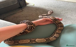 Boa Snake reptiles for sale: Boa, royal and a California king snake for sale  - Image 2