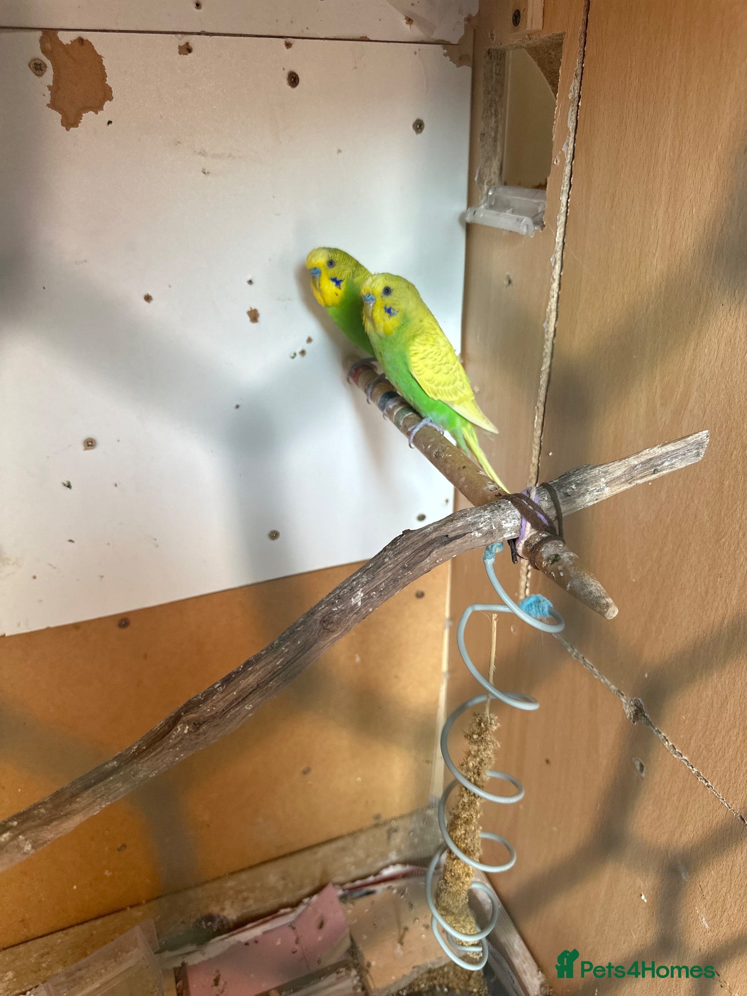 Budgerigars birds Lovely male budgies  - Advert 2