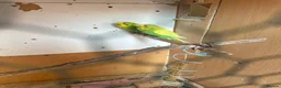 Budgerigars birds for sale: Lovely male budgies  - Advert 2