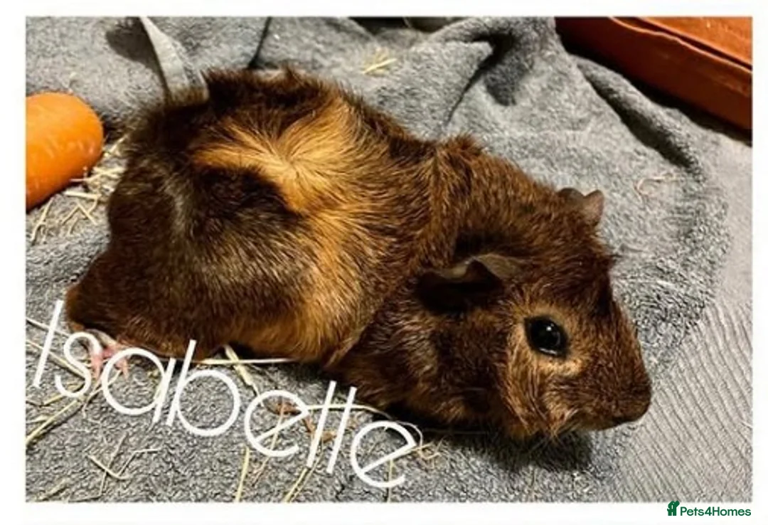 Guinea Pig rodents for sale: 3 female indoor guinea pigs looking for a home in Torquay - Advert 4