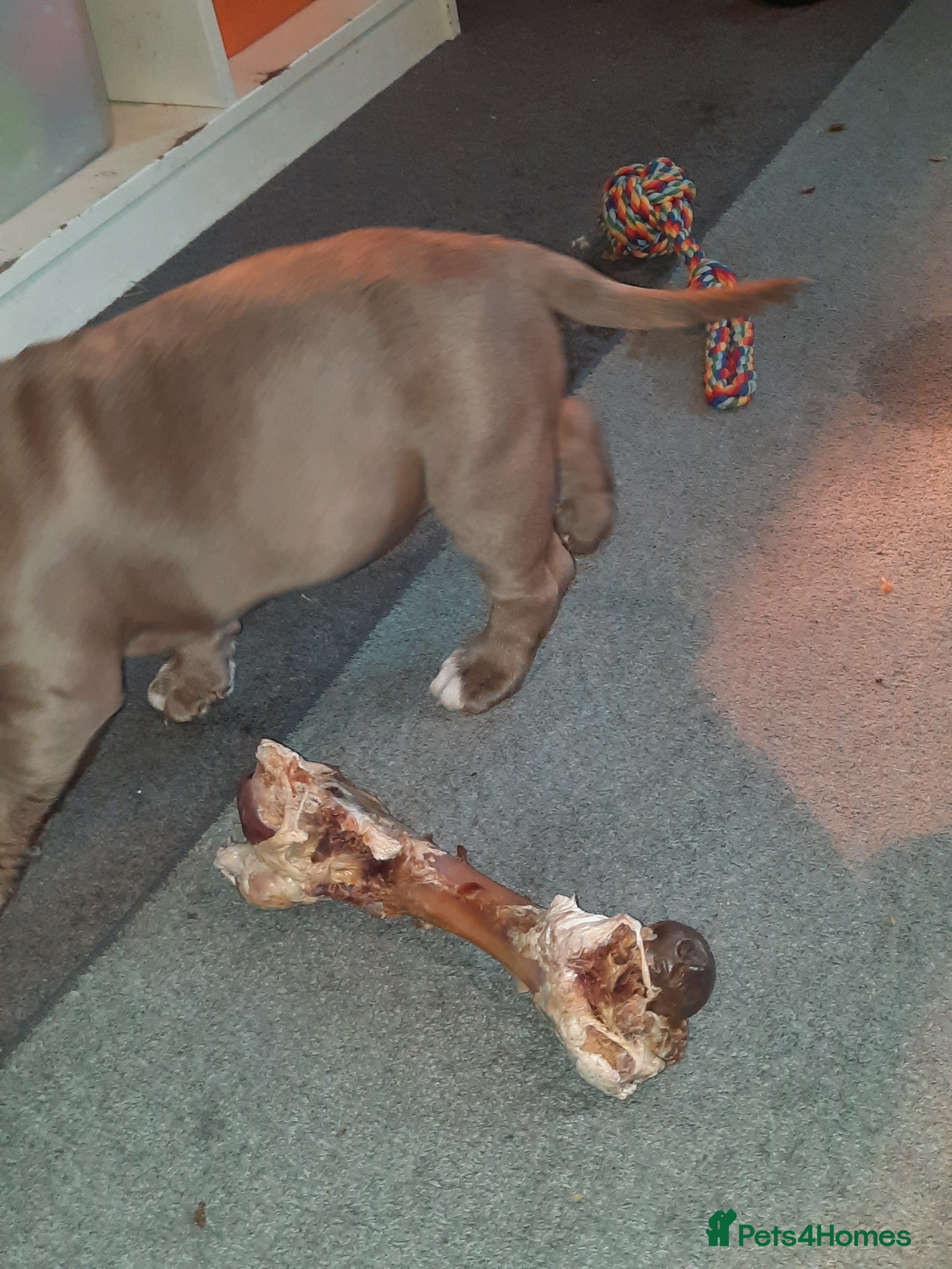 American Bully dogs for sale: Abkc reg platinum/champion pocket bullies - Advert 8