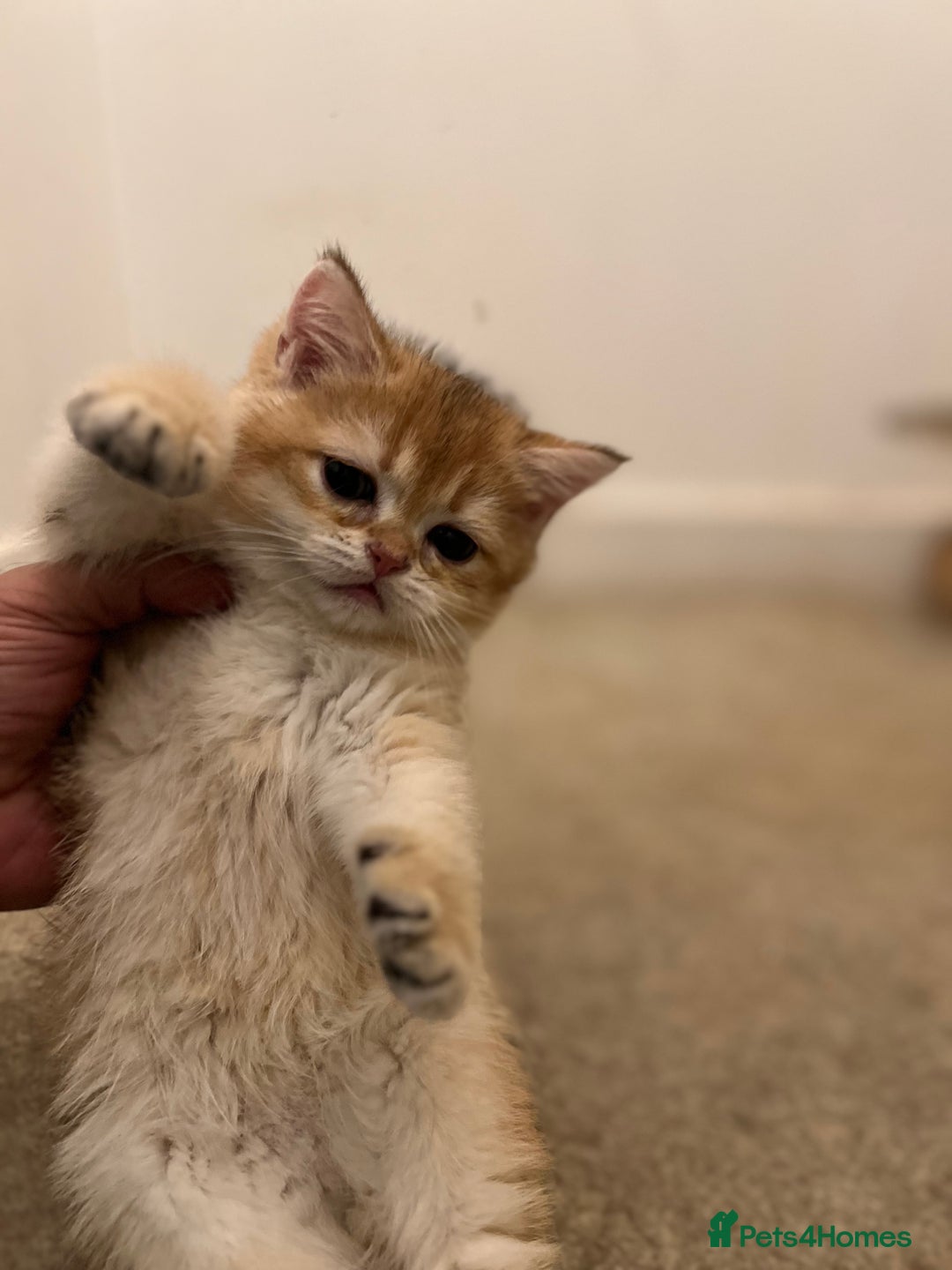 British Shorthair cats for sale: Only two boys left ready to go ❤️ - Image 17