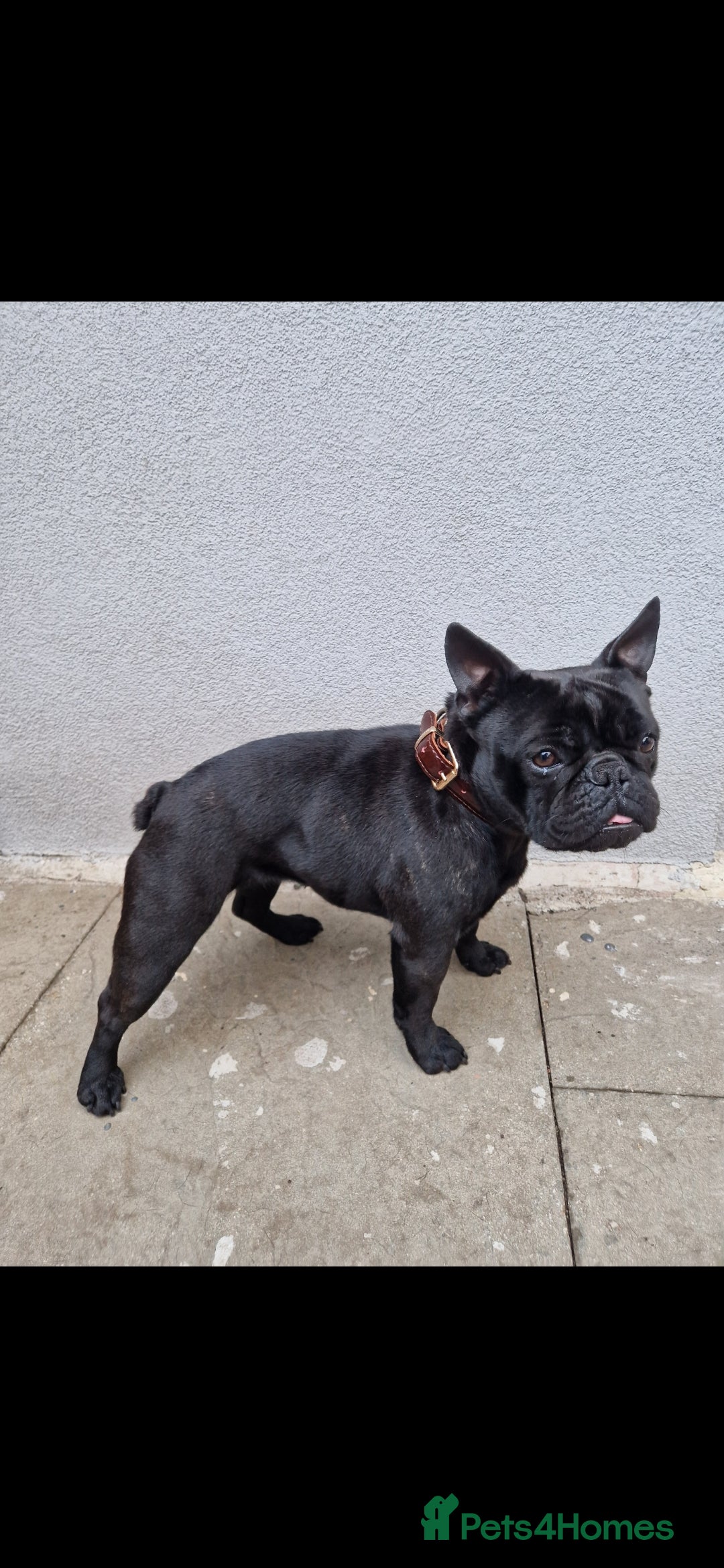 French Bulldog dogs for sale: Beautiful example of a French Bulldog - Advert 4