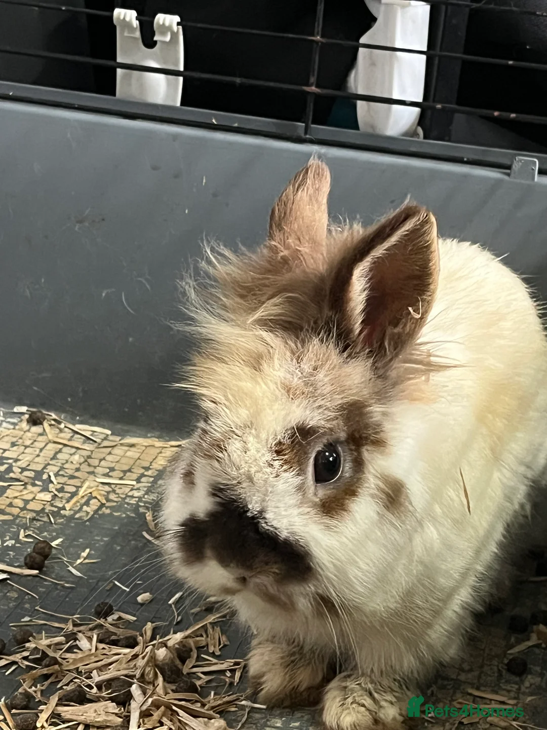 Lionhead rabbits for sale: Lionhead male for sale in Nottingham - Advert 6