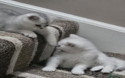 British Shorthair cats for sale: 4 British Short-hair kittens ready for new home💓 - Image 12