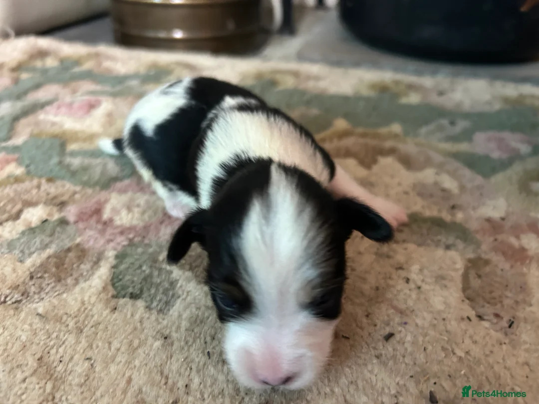 Chorkie dogs for sale: Small breed Chorkie puppies - Advert 3