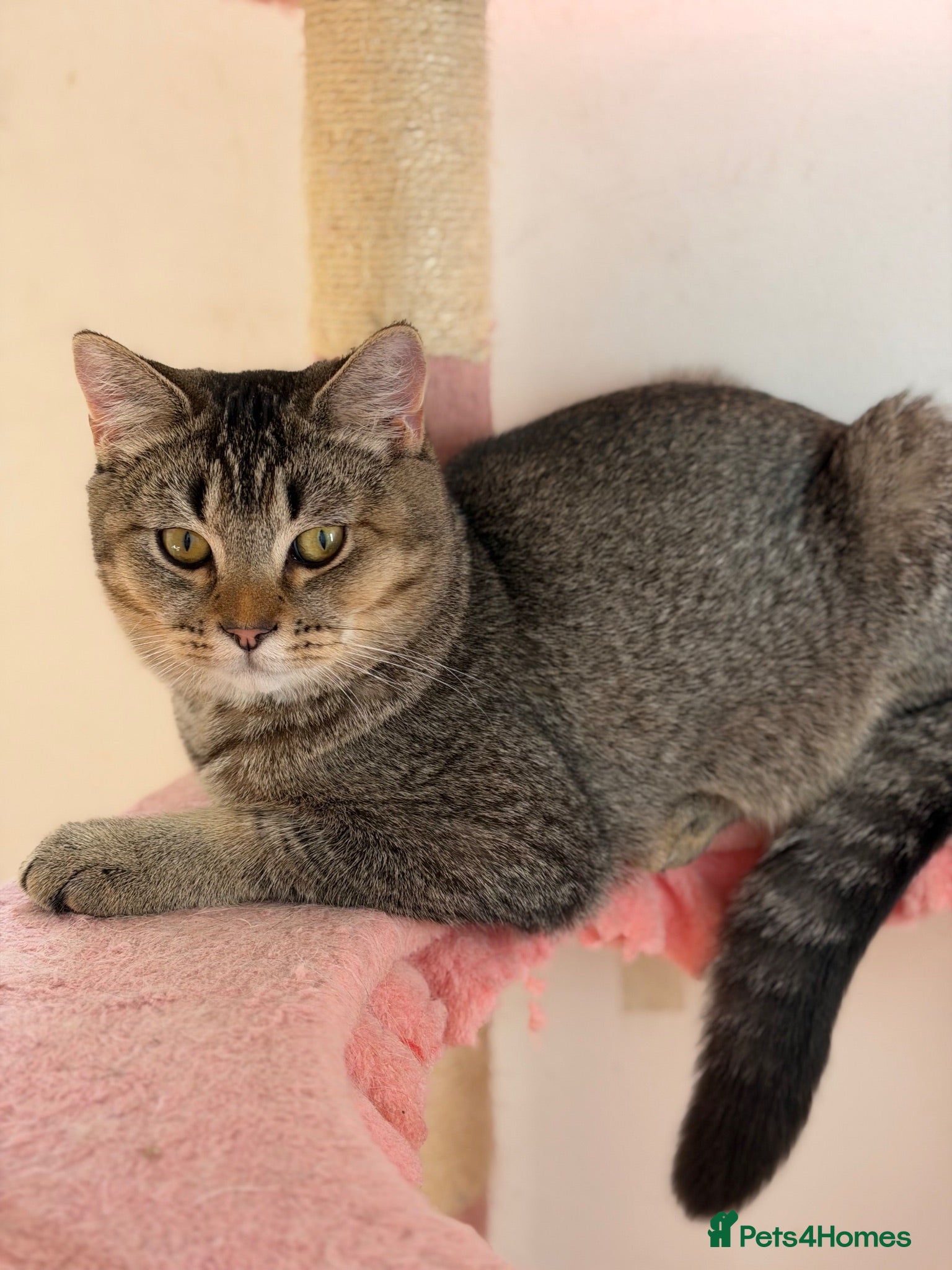 British Shorthair cats Beautiful tabby looking for a loving forever home. - Advert 2