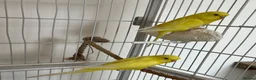 Budgerigars birds for sale: Lutino baby budgies  - Advert 6