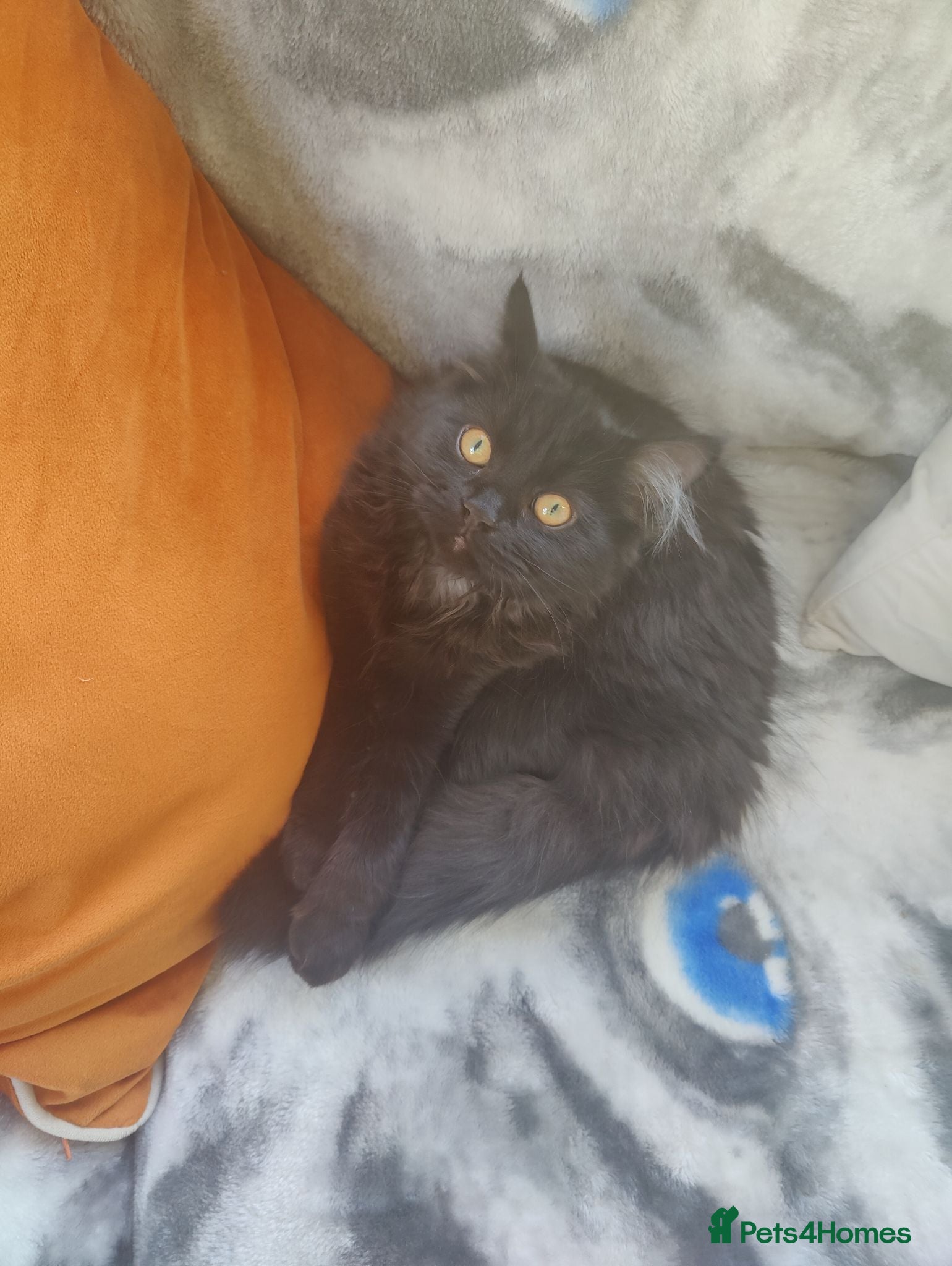 Mixed Breed cats  Persian kitten Reduced  - Advert 3