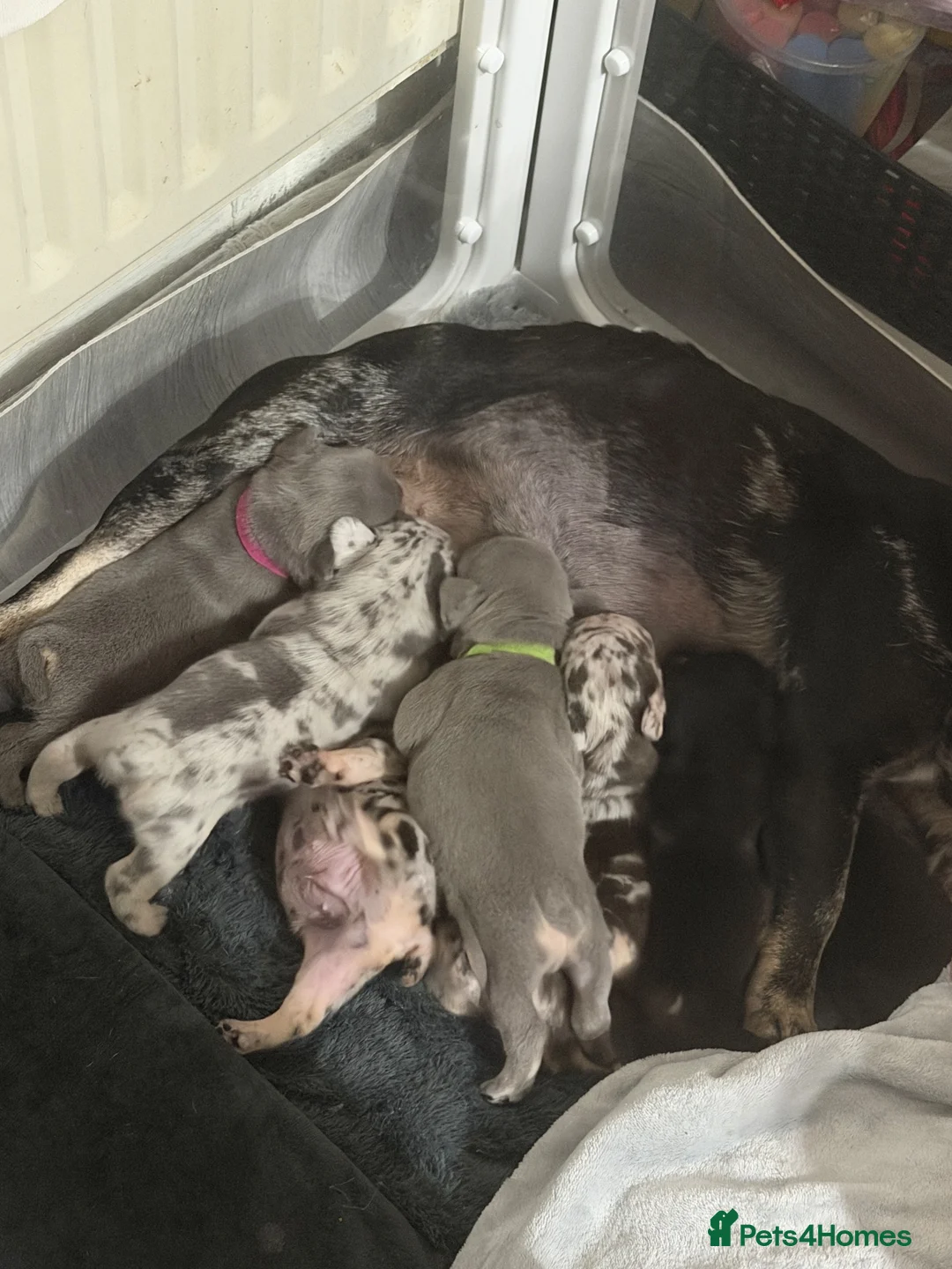 French Bulldog dogs for sale: Rope/fluffy french bulldogs  - Advert 2