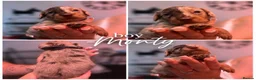 Mixed Breed dogs for sale: 5 Doxiepoos for sale in Rotherham - Advert 3