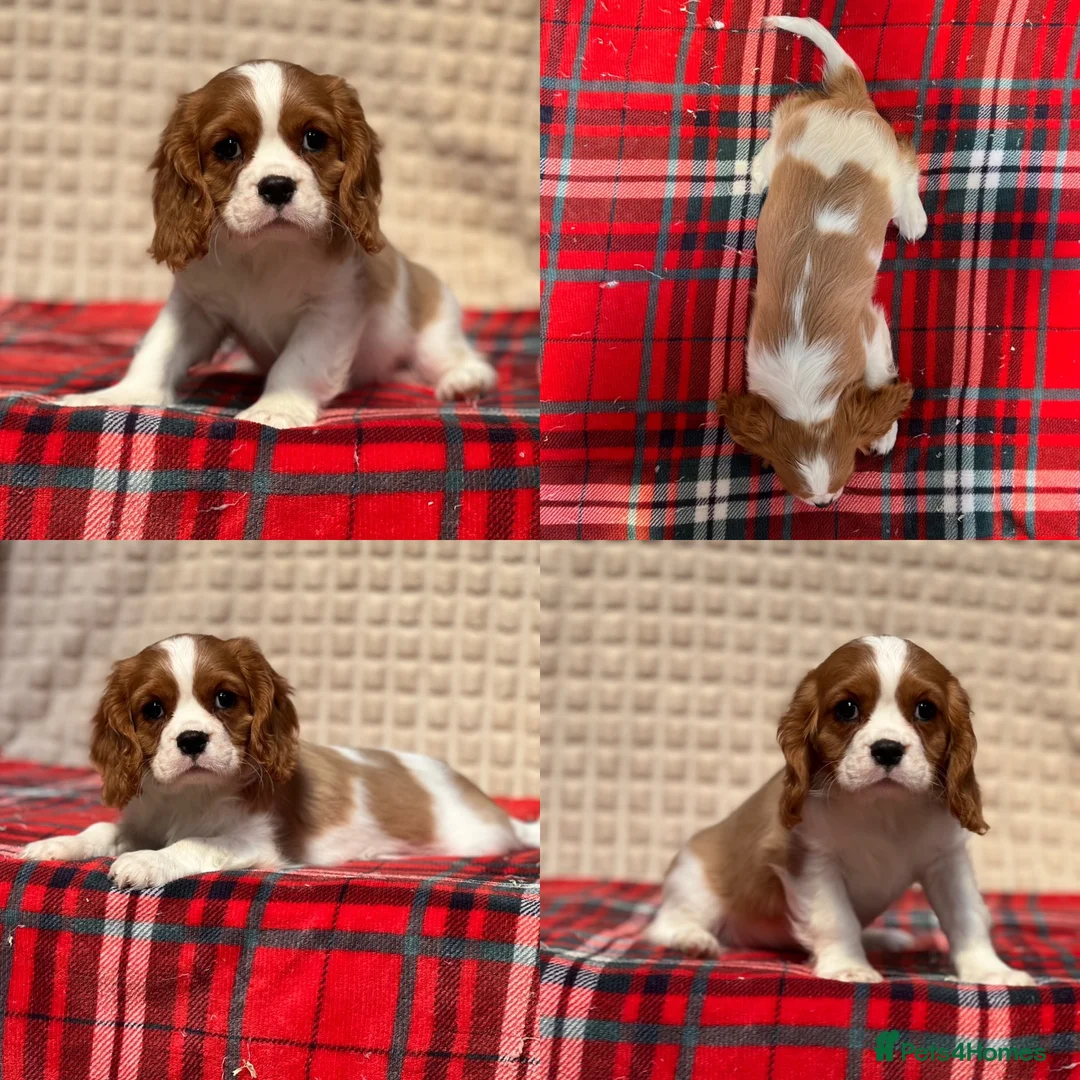 Cavalier King Charles Spaniel dogs for sale: STUNNING CAVALIER KING CHARLES BOYS  - Advert 21