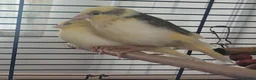 Canaries birds for sale: Beautiful Canaries 7 weeks £30 each or x4 for £110 - Advert 4
