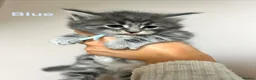 Maine Coon cats for sale: Maine Coon x Persian/Ragdoll Mix - Advert 7