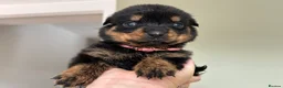 Rottweiler dogs for sale: Beautiful Rottweiler Pups  - Advert 30