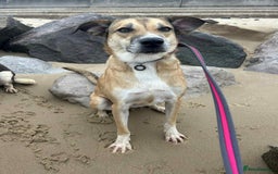Mixed Breed dogs for adoption: Sara - Norwich Norfolk  - Image 1