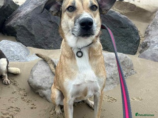 Mixed Breed dogs - Advert 4