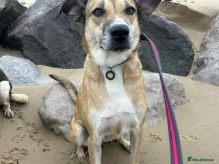 Mixed Breed dogs Sara - Norwich Norfolk - Advert 17