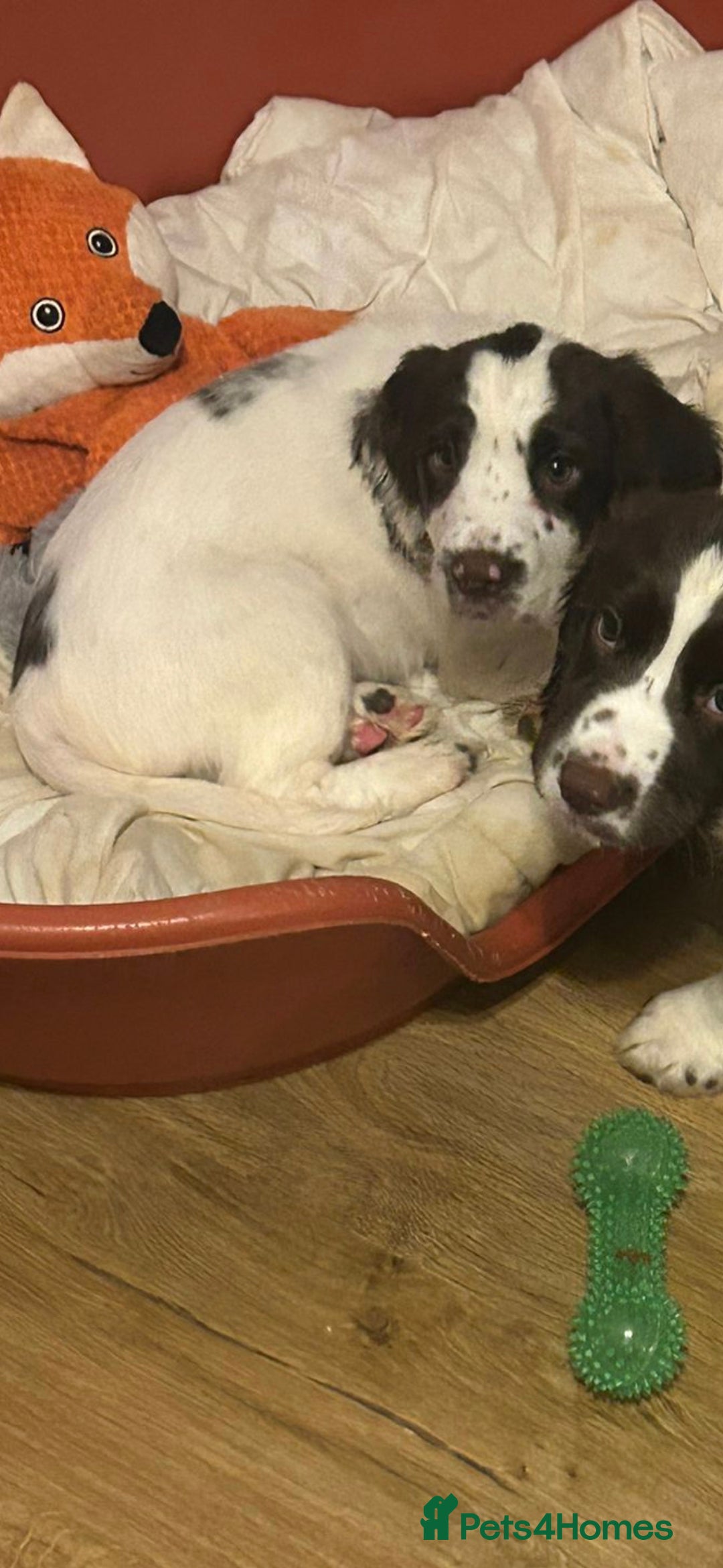 English Springer Spaniel dogs for sale: English Springer spaniel puppies for sale - Advert 13