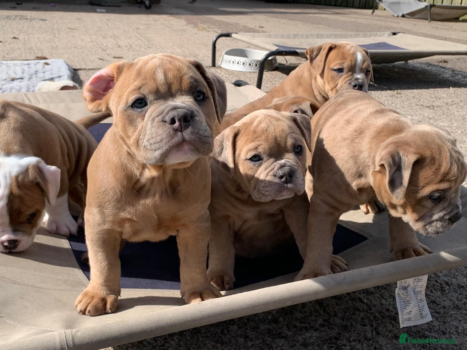 Olde English Bulldogge dogs for sale: Olde English bulldogge  - Advert 1