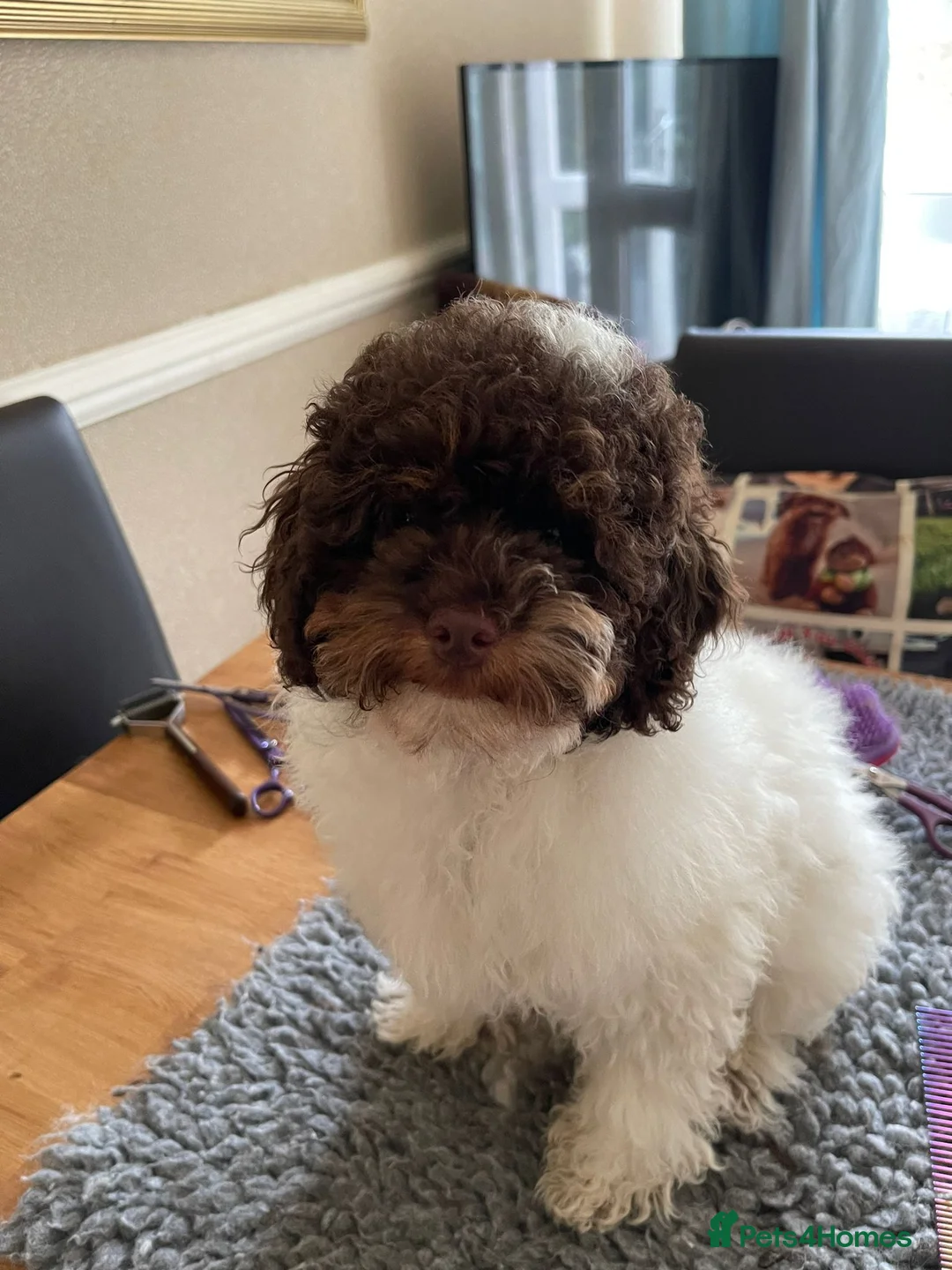 Cavapoo dogs for stud: Premium Cavapoo Chocolate Phantom Parti Stud  in Rickmansworth - Advert 5