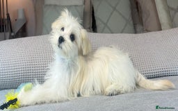 Maltese dogs for sale: Perfect, sweet, petite and handsome young man  - Image 2